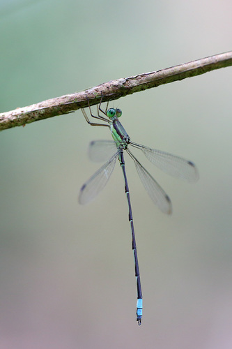 Orolestes wallacei