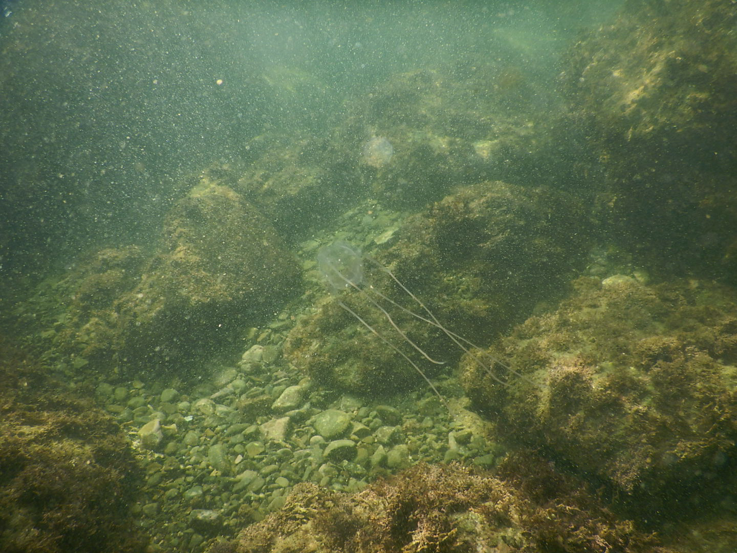 Carybdea brevipedalia Kishinouye, 1891