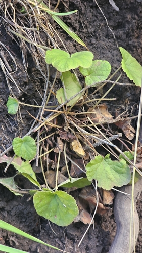 Smallflower Miterwort (Ozomelis stauropetala)
