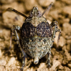 Orgerius