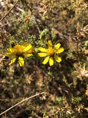 Deinandra minthornii