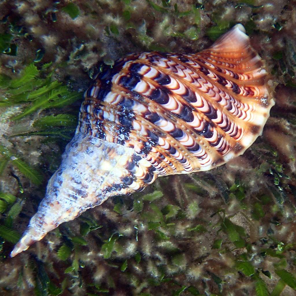 Giant triton