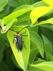 Cyphonotida rostrata texana