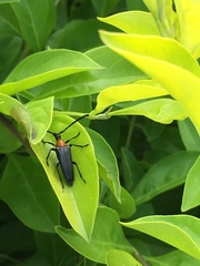Cyphonotida rostrata texana