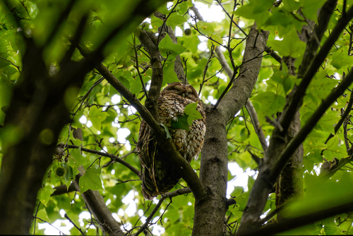 Himalayan Owl (Strix nivicolum), photo 8