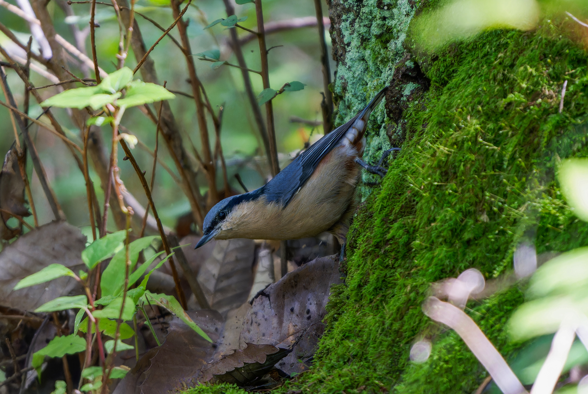 Chestnut-vented Nuthatch