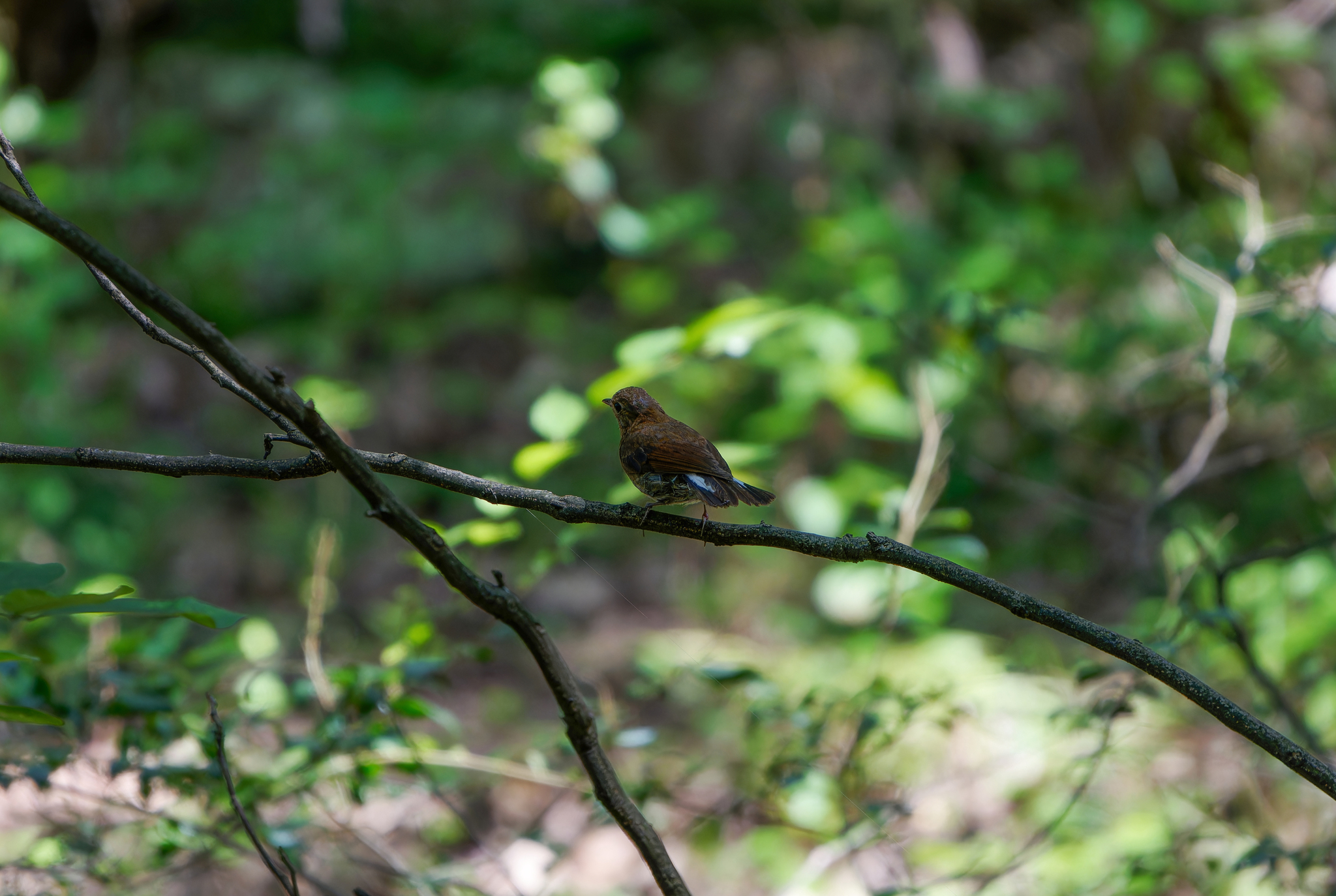 White-tailed Robin