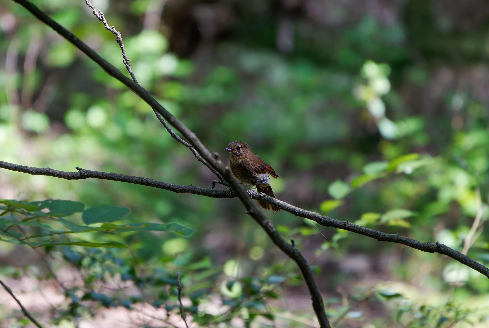 White-tailed Robin