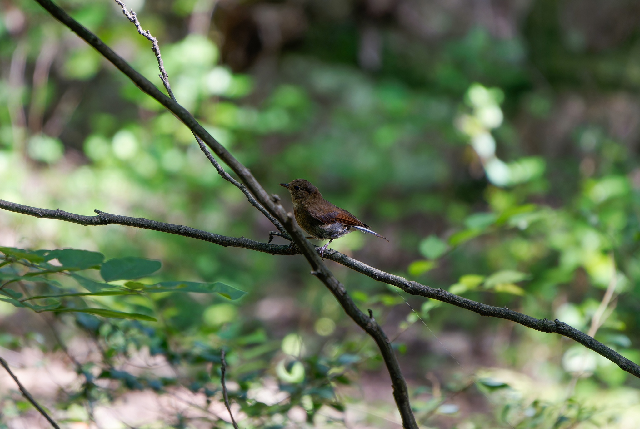 White-tailed Robin