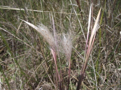 Andropogon eucomus
