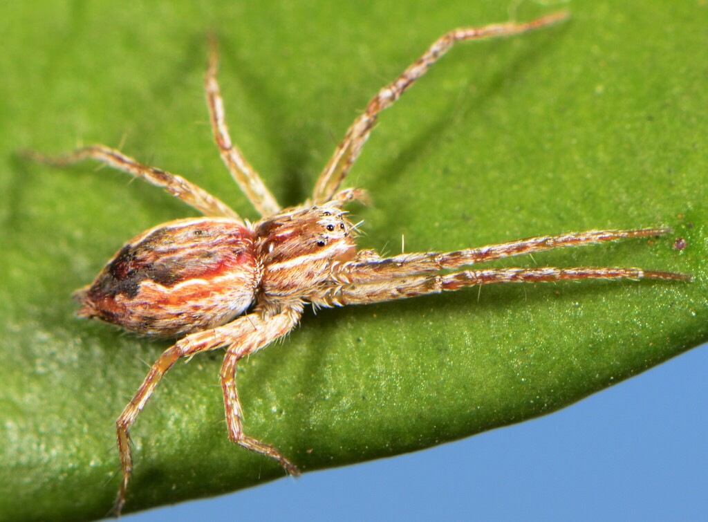 Afropisaura rothiformis