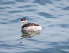 Podiceps nigricollis