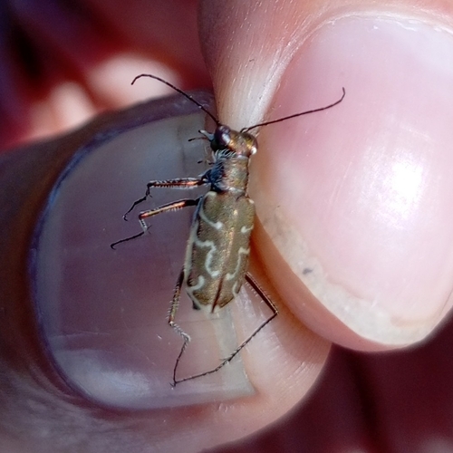 Cylindera elisae elisae