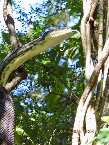 Coastal Carpet Python sighting
