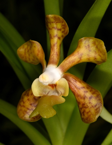 Brown Vanda