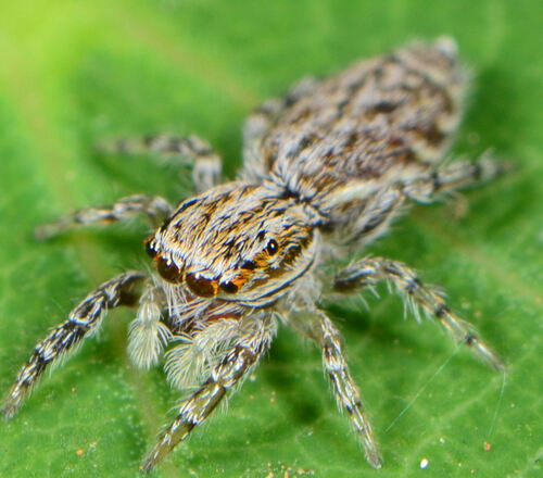 Pseudicius elegans
