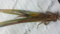 Patersonia occidentalis