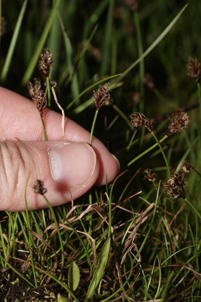 Dark Alpine Sedge in August 2025 by Michael Stein. Growing in moist ...