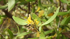 Persoonia cornifolia