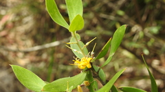 Persoonia cornifolia