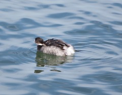 Podiceps nigricollis