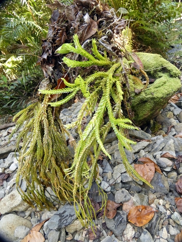 Phlegmariurus phlegmarioides observed 2025-08-28