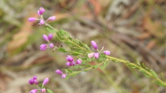 Comesperma retusum