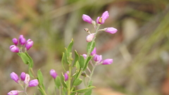 Comesperma retusum