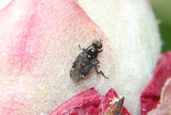 Berisina maculipennis