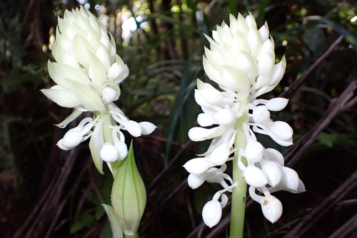 Calanthe hololeuca observed 2025-08-25