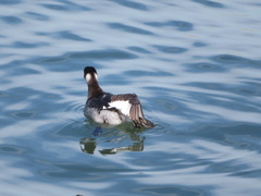 Podiceps nigricollis