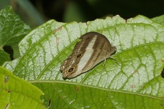 Euptychoides albofasciata
