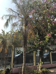 Arecaceae