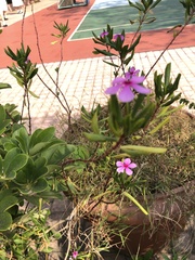 Catharanthus roseus