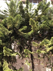 Araucaria