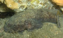 Batrachomoeus dubius