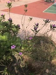 Catharanthus roseus