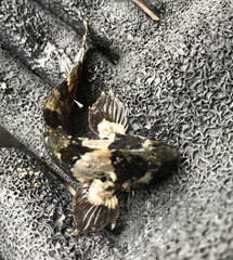 Auchenionchus variolosus