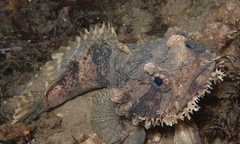 Batrachomoeus dubius