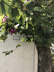 Bauhinia