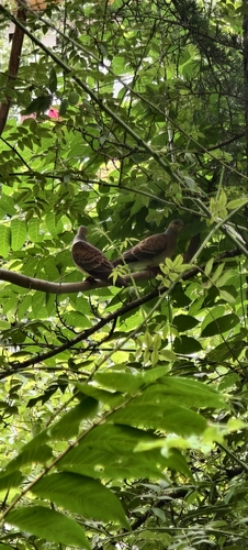 Oriental Turtle-Dove