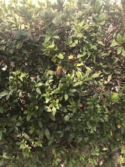 Magnoliopsida