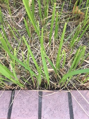 Poaceae