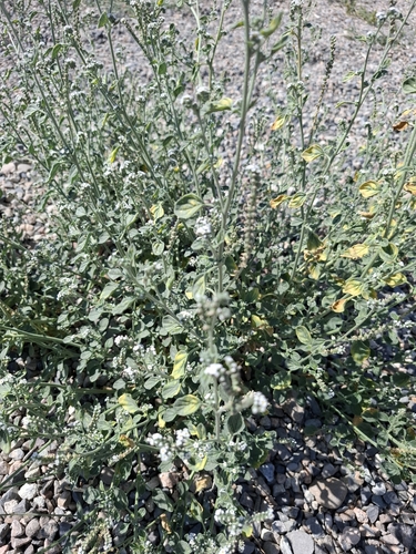 Heliotropium ellipticum, photograph 2