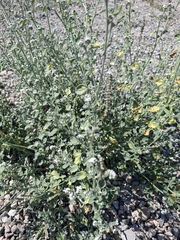 Heliotropium ellipticum, photograph Margarita, CC BY, iNaturalist via GBIF