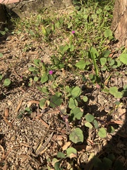 Asteraceae