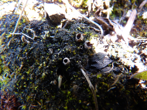 Heppia lutosa