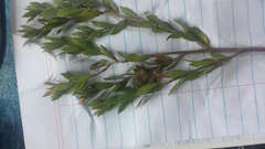 Leptospermum nitidum