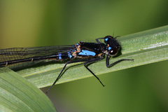 Cyanallagma interruptum