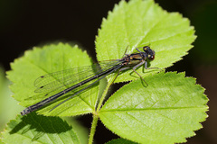 Cyanallagma interruptum